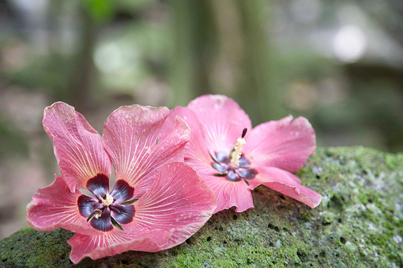 Polynesia Hibiscus dotted the rainforest floor throughout the hike up to the waterfalls