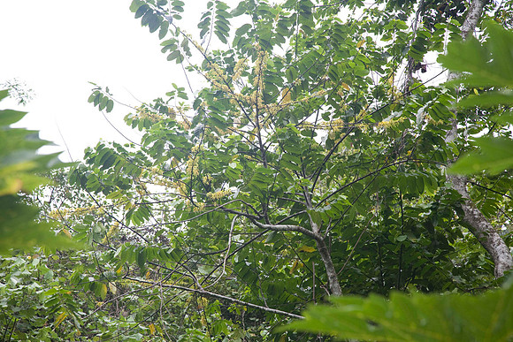Ylang Ylang on the tree