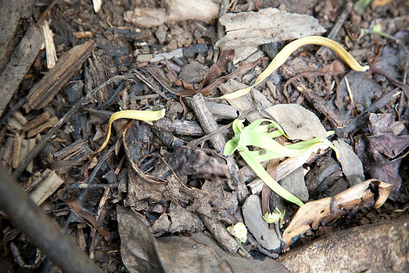 Ylang Ylang flower