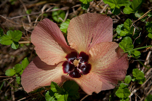 Single flower found while walking... Polynesian Hibiscus
