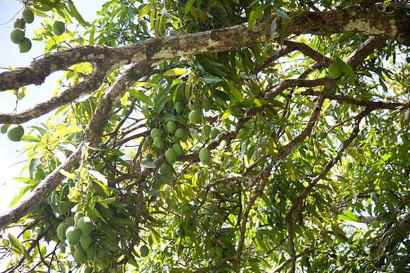 Plentiful mangoes - yes I ate one (after I chased a rooster for it)