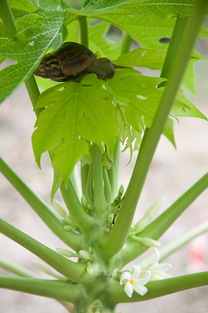 Escargot on Taro plant