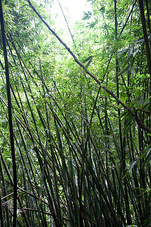 Bamboo throughout rainforest (bought from Asia)