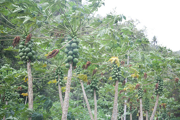 Papaya