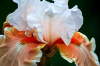 Irises