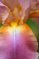 Irises